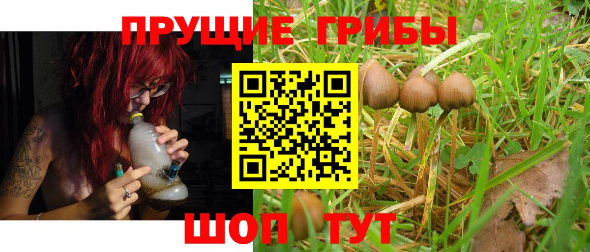 Псилоцибиновые грибы Psilocybe Шелехов
